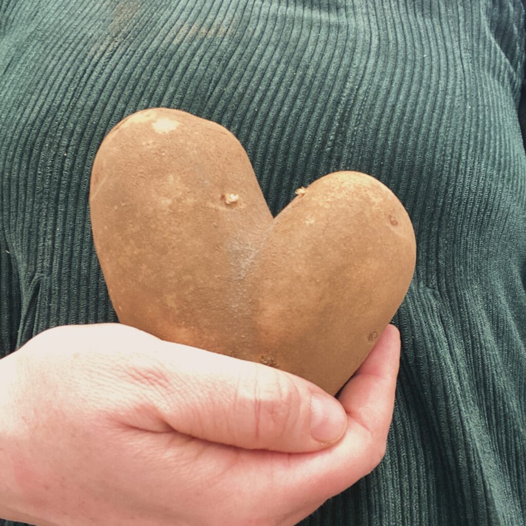 Close up of a person holding a heart-shaped potato